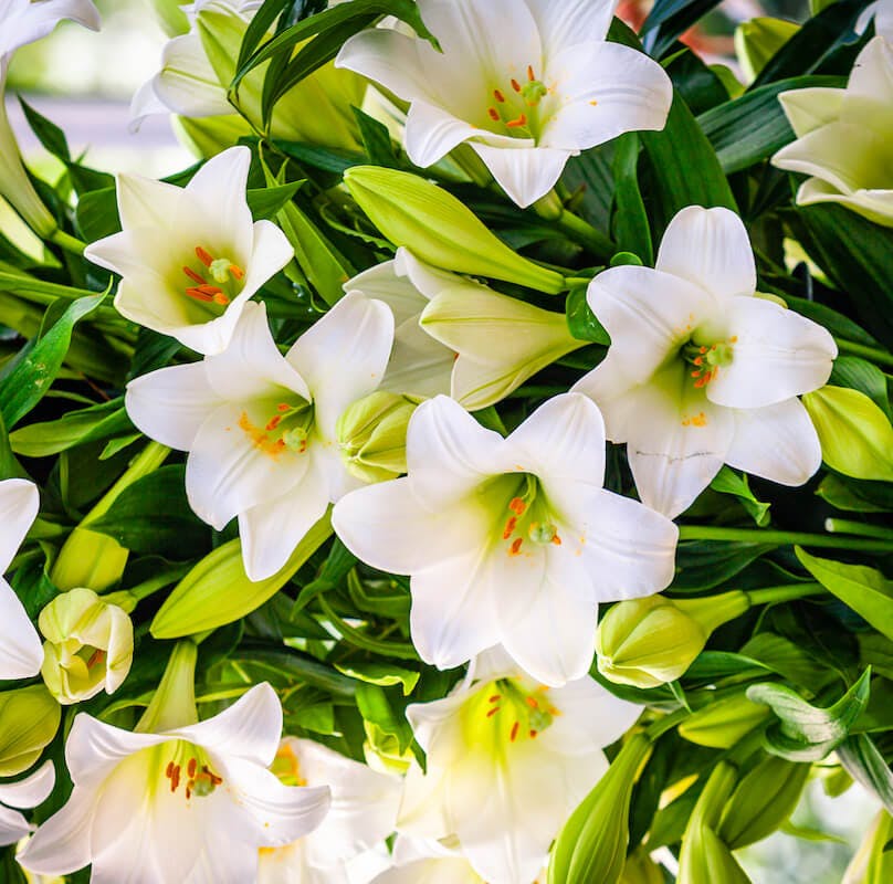 White Lily Bouquet