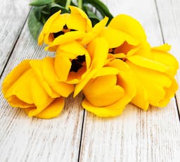 Yellow Tulip Delight