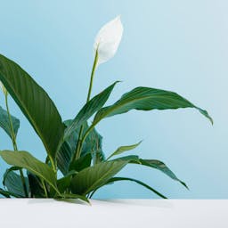 Peace Lily